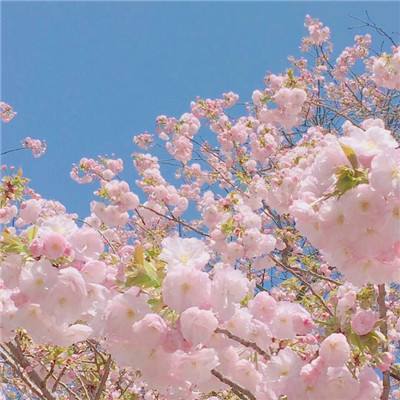 修女斗恶龙手机版(暂未上线)v1.0 安卓版