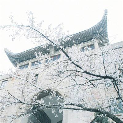 商业人生gm版下载